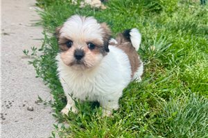 Bessie - Lhasa Apso for sale