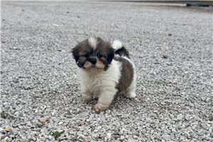 Beta - Lhasa Apso for sale