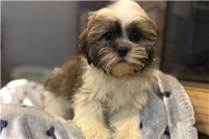 Arrow - Lhasa Apso for sale