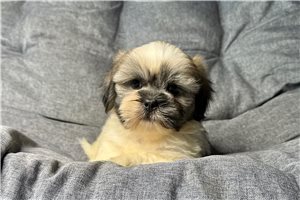 Armin - puppy for sale