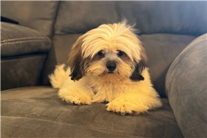 Dash - Lhasa Apso for sale