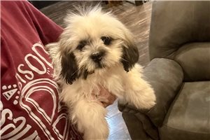 Arnold - Lhasa Apso for sale