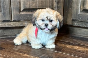Denise - Lhasa Apso for sale
