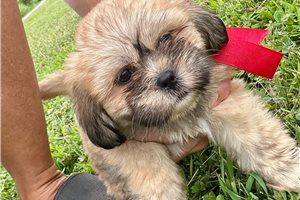 Denise - Lhasa Apso for sale