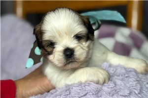 Bessie - puppy for sale