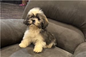 Annamae, a Lhasa Apso puppy