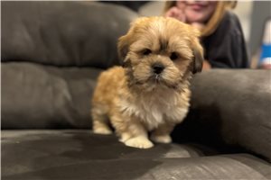 Georgie - Lhasa Apso for sale