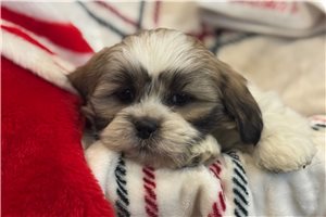 Gideon - Lhasa Apso for sale