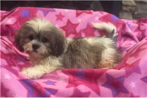 Annabell - Lhasa Apso for sale