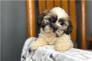 Arrow - puppy for sale