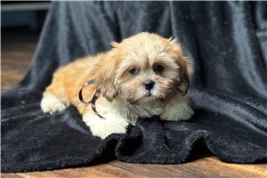 Dessa - Lhasa Apso for sale