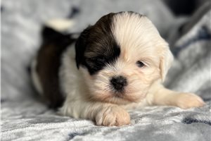 Baylor - puppy for sale