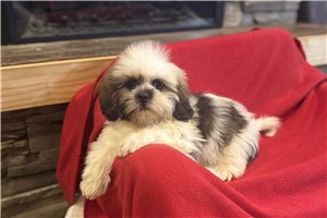 Arnold - Lhasa Apso for sale