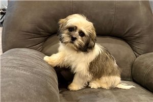 Arrow - Lhasa Apso for sale