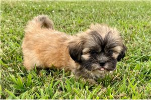 Destiny - Lhasa Apso for sale