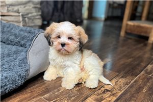 Dash - Lhasa Apso for sale