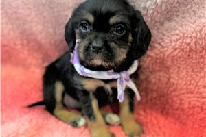 Aster - puppy for sale