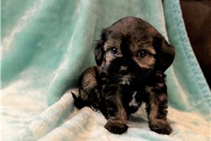 Augustus - puppy for sale