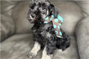Jocelyn - Schnauzer, Miniature for sale