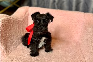 Heidi - Schnauzer, Miniature for sale