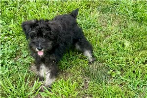 Jocelyn - Schnauzer, Miniature for sale