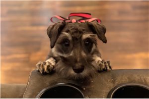Jocelyn - Schnauzer, Miniature for sale