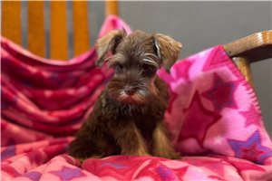 Beauty - Miniature Schnauzer for sale