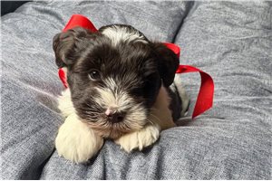 Jayla - puppy for sale