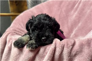 Jocelyn - puppy for sale