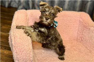 Holland - Schnauzer, Miniature for sale