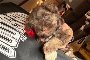 Tsavo - puppy for sale