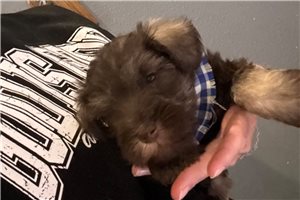 Truman - Schnauzer, Miniature for sale