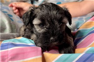 Joey - puppy for sale