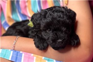 Juniper - Schnauzer, Miniature for sale