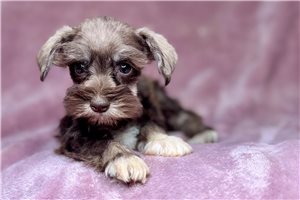 Becca - Miniature Schnauzer for sale