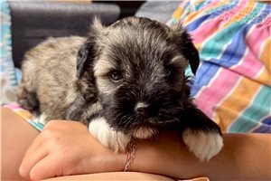 Jeremy - Schnauzer, Miniature for sale