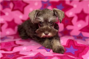 Beauty - puppy for sale