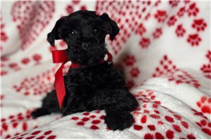Juniper - Miniature Schnauzer for sale