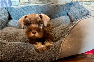 Truman - Miniature Schnauzer for sale