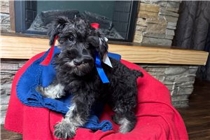 Jocelyn - Schnauzer, Miniature for sale