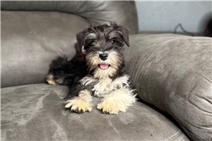 Ester - puppy for sale