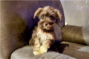 Becca - Schnauzer, Miniature for sale