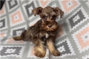 Becky - puppy for sale