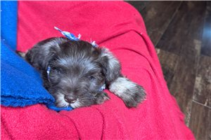 Truman - Schnauzer, Miniature for sale