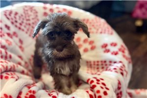 Becca - Miniature Schnauzer for sale