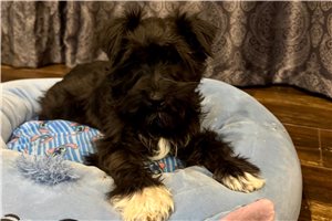 Ethan - puppy for sale
