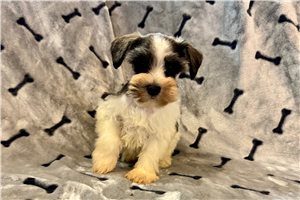 Bart - Miniature Schnauzer for sale
