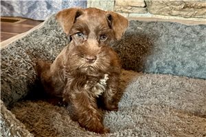 Troy - Schnauzer, Miniature for sale