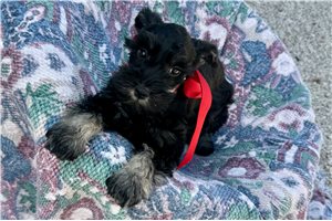 Jocelyn - Schnauzer, Miniature for sale