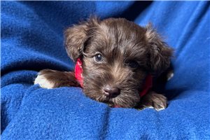 Troy - puppy for sale